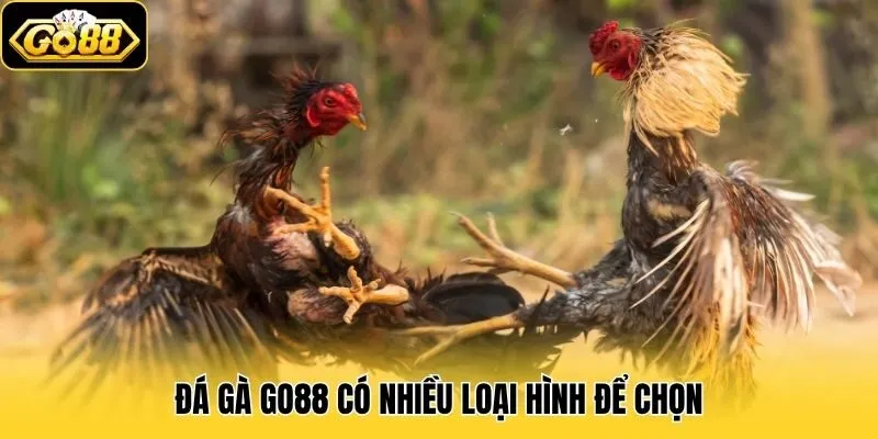 Đá gà Go88 có nhiều loại hình để chọn