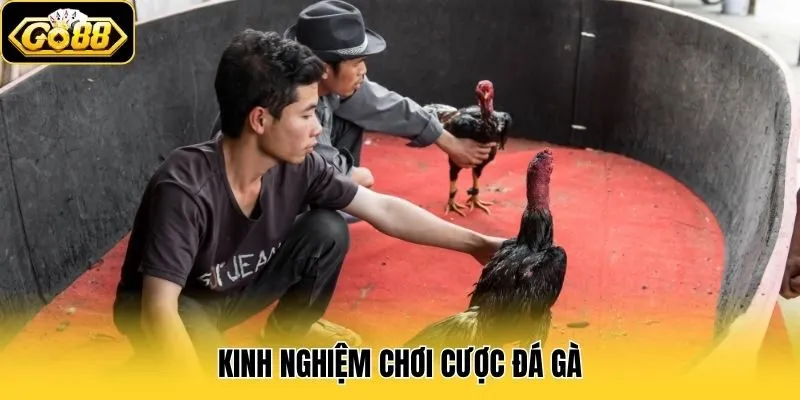Kinh nghiệm chơi cược đá gà