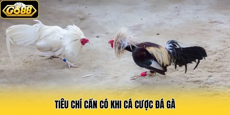 Tiêu chí cần có khi cá cược đá gà